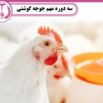 سه دوره مهم جوجه گوشتی